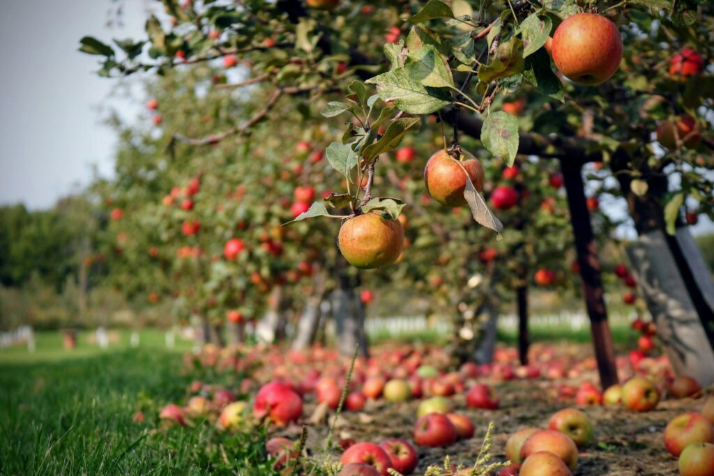Belgian farmers will harvest fewer apples and pears this year – but the pears will taste better