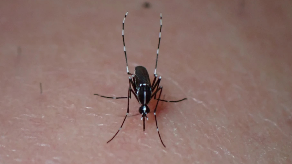 One person dies from West Nile virus infection in the Netherlands