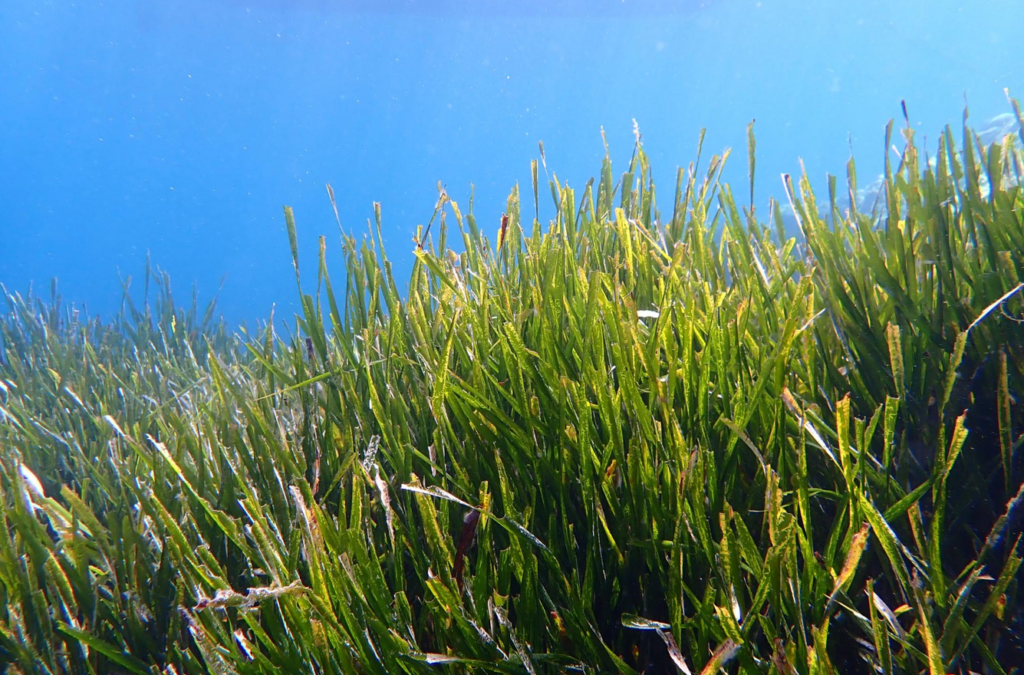 Seagrass loss drives major CO₂ emissions in Mediterranean and beyond, EU warns