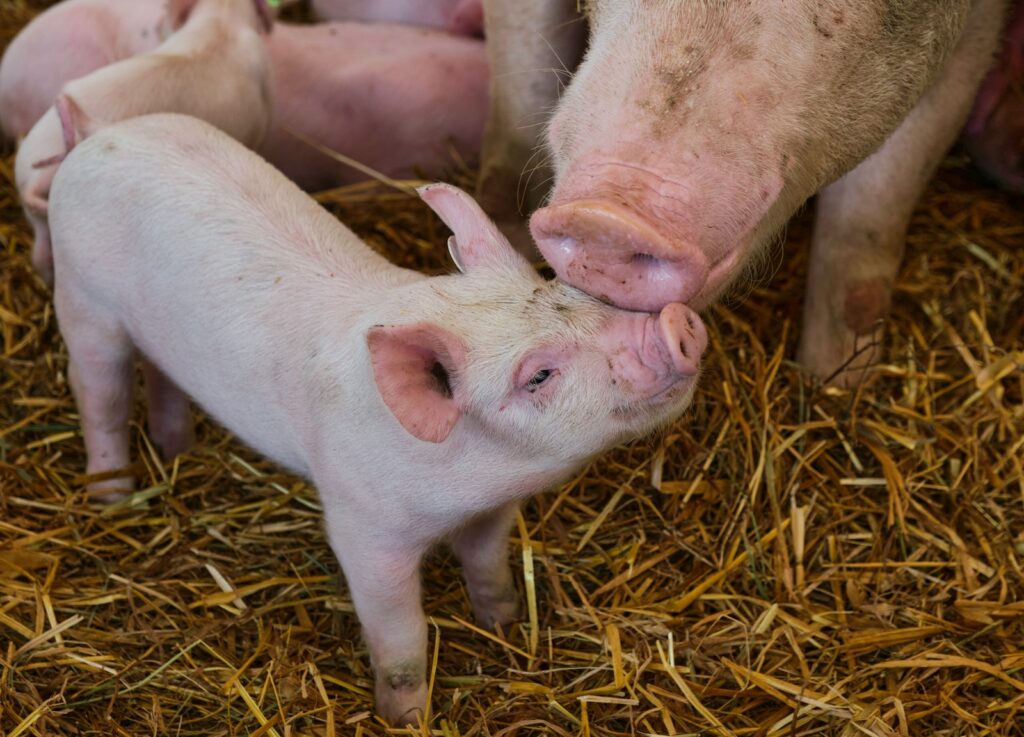 EU unlocks €73m fund for Italian farmers hit by avian flu, swine fever