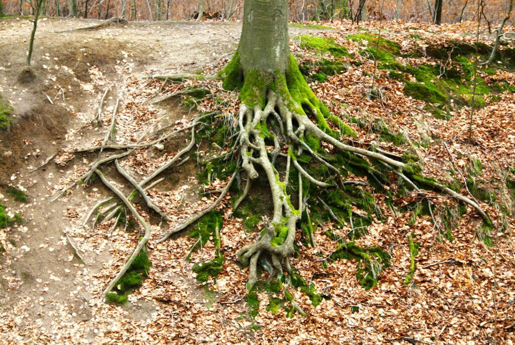 EU names new head for soil mission as focus on sustainability grows