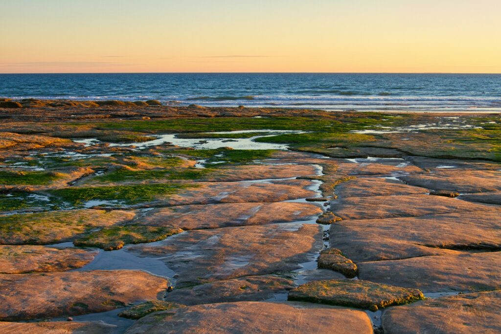 Start-up claims algae could replace PFAS in textiles amid contamination crisis