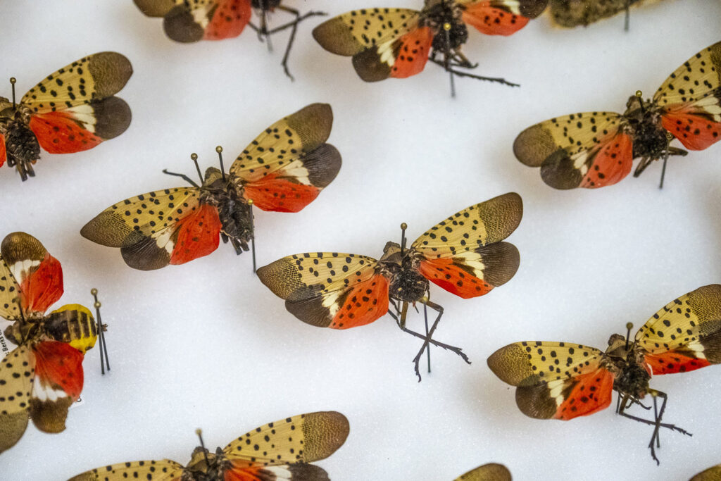 Invasive insect spotted for the first time in the EU
