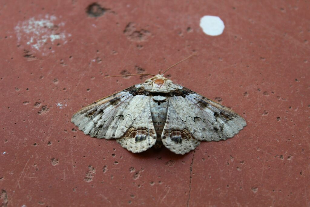 Nearly 11% of European moths face extinction amid climate and habitat pressures