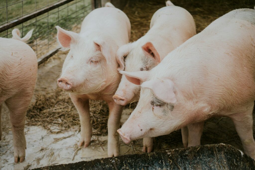 EU clears €11m scheme to shield Romanian pig farmers from crisis fallout