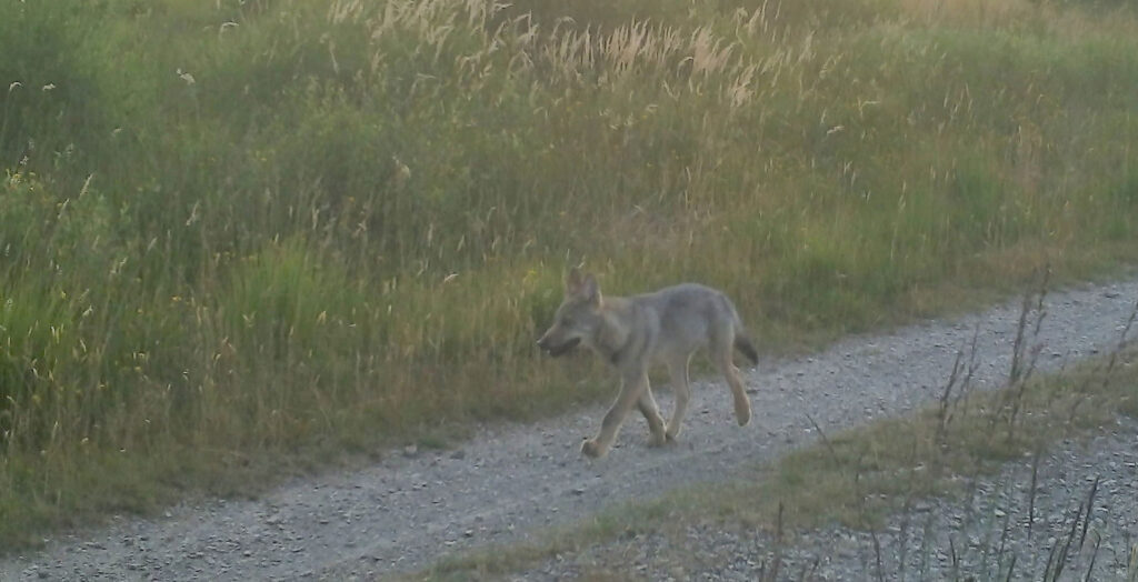 Permanent wolf zones extend further into Wallonia