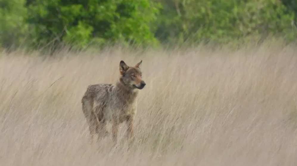 Male wolf spotted alongside female wolf Emma in Antwerp