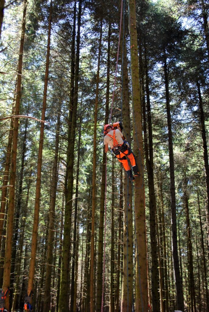 Slight decrease in Belgium's forest cover reported