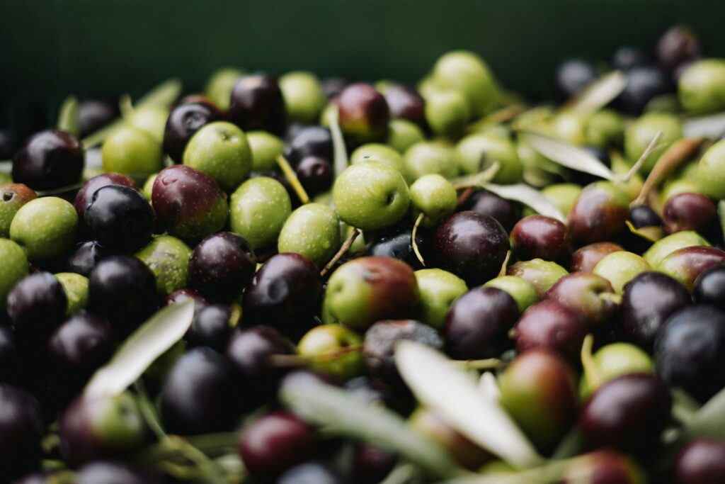 South Spain olive oil secures EU recognition after centuries of tradition