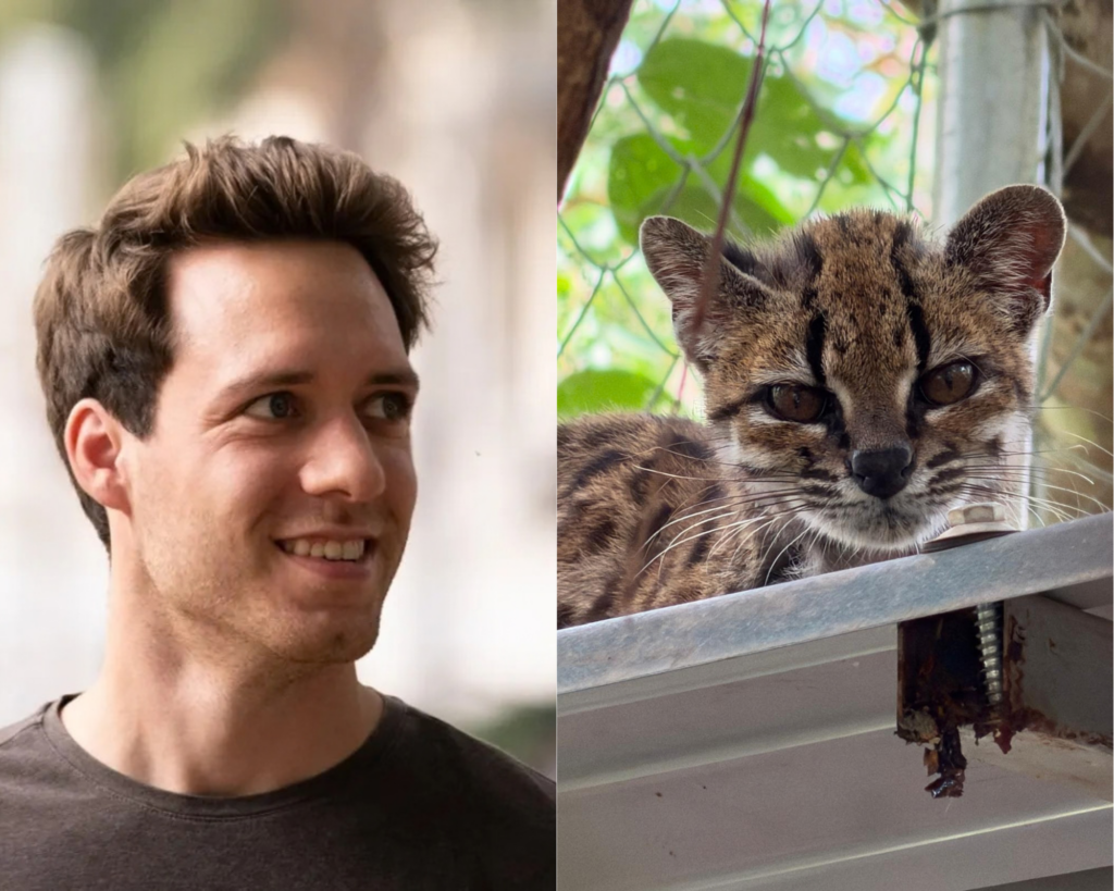 ‘They are related to the cats on our sofas': The Belgian scientist who helped discover a new cat species