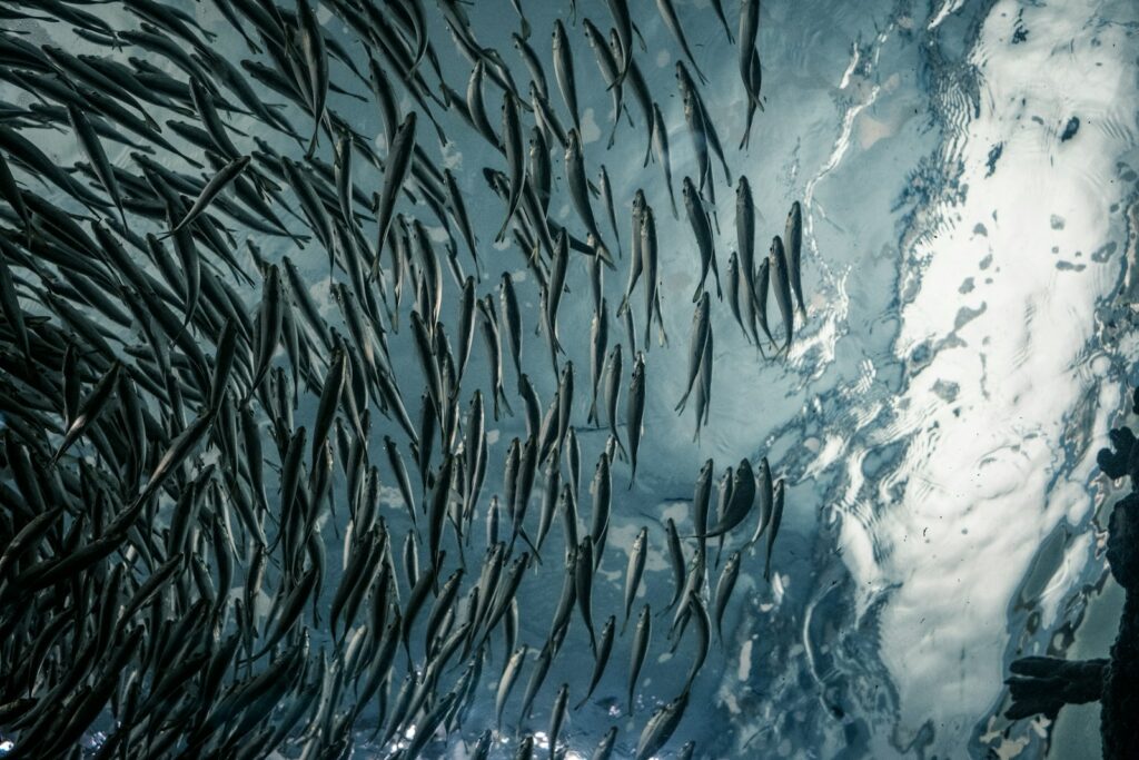 New EU fisheries plan pledges fleet upgrades amid subsidy tensions
