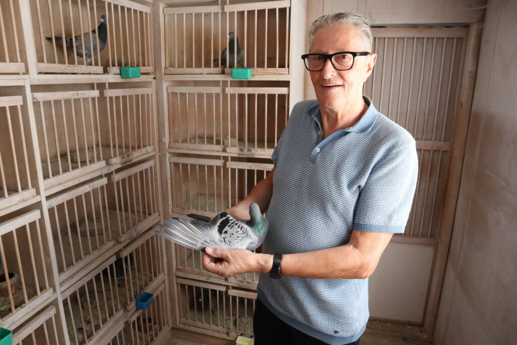 How Belgium bred its multi-million-euro pigeon racing obsession