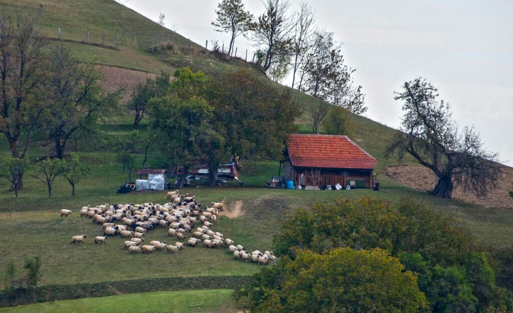 EU greenlights €52m aid to Romanian farmers hit by fuel costs