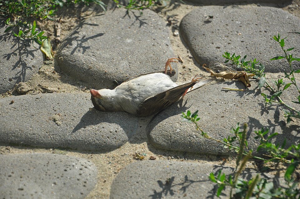 Four dead birds infected with West Nile virus found in Brussels