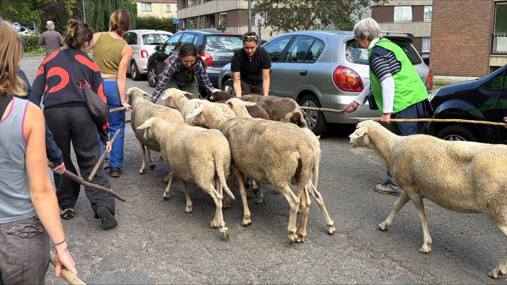 Sheep parades still popular among Brussels residents