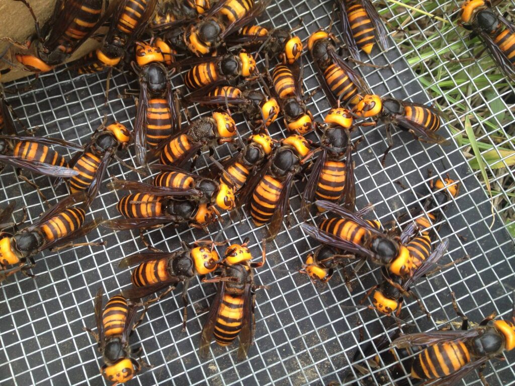 Ninove man dies after being stung by Asian hornets