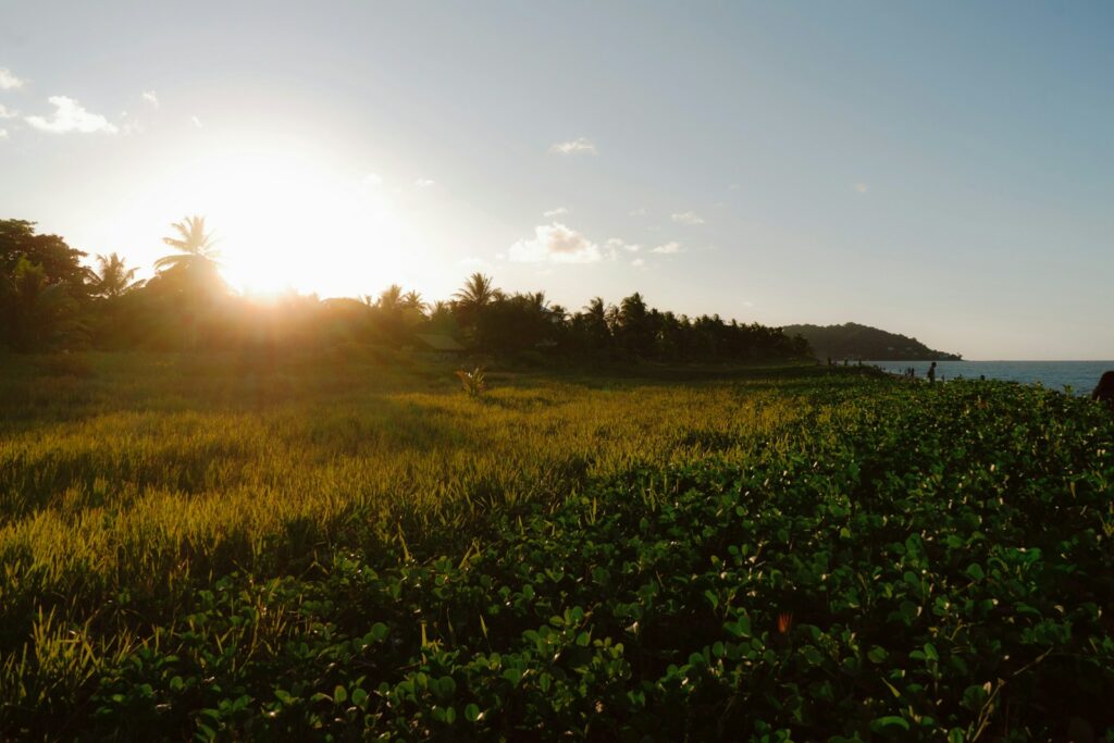 EU subsidy abuse exposed as farming scam unravels in remote French territories