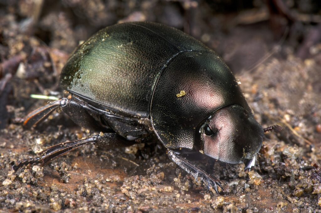 Climate change causing net loss of biodiversity in Flemish forests, researchers warn