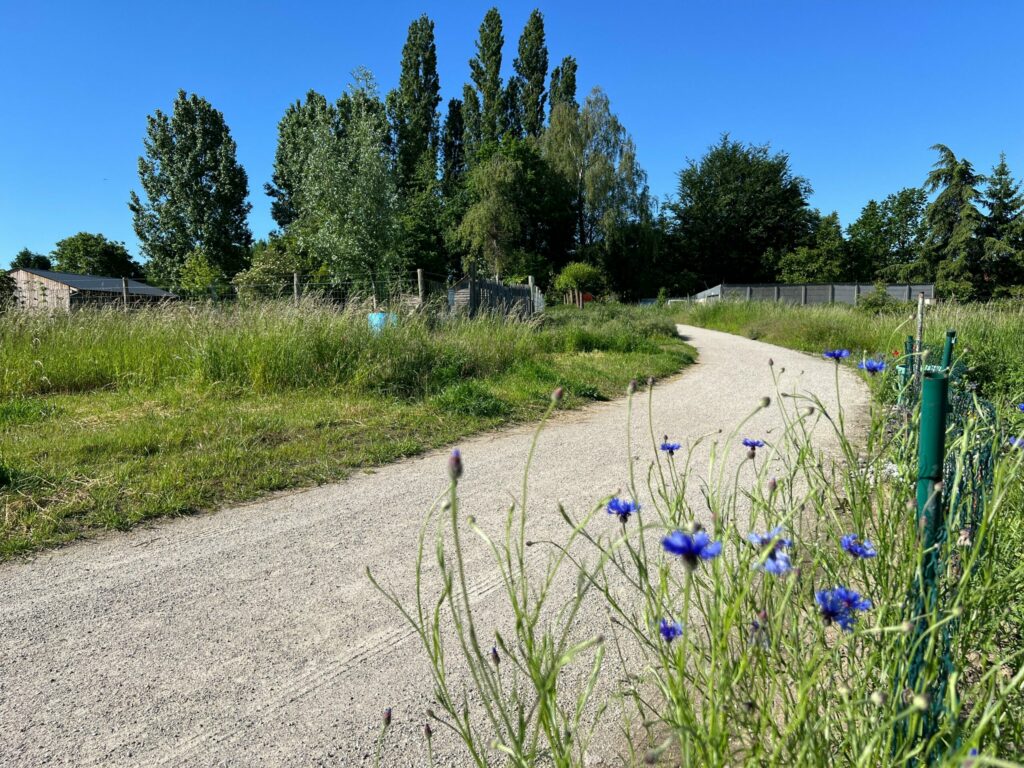 Footpaths in north of Brussels get makeover to boost walking and cycling