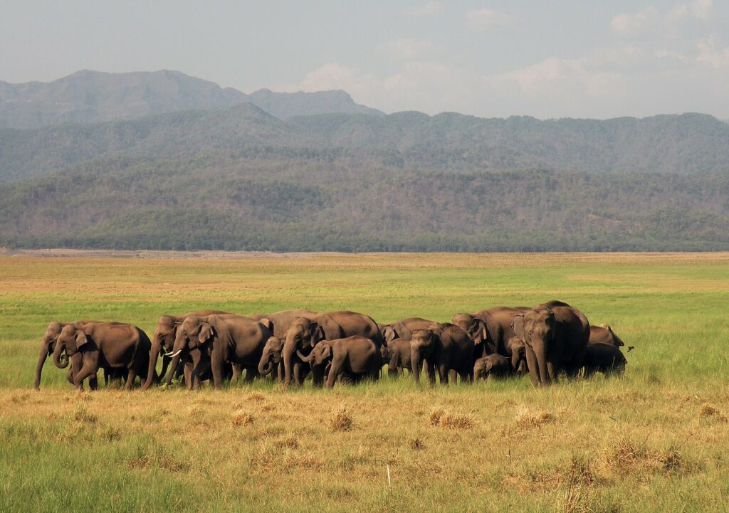 The animals that can’t let go: More human than we think