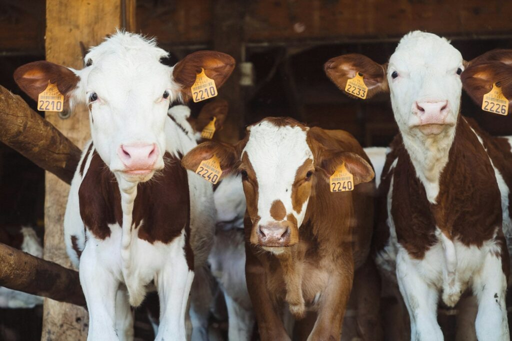 EU marks 10 years of European Statistics Day, 60 years of farm structure stats