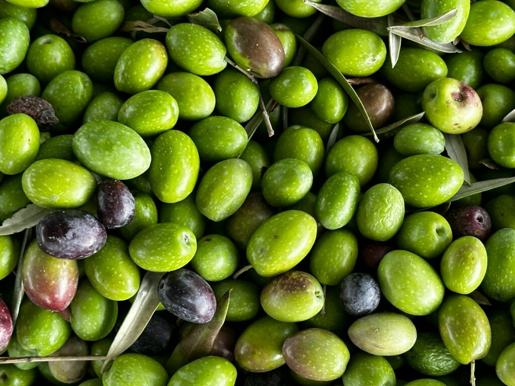 Northern Italian olive gains EU protection, boosting regional heritage and identity
