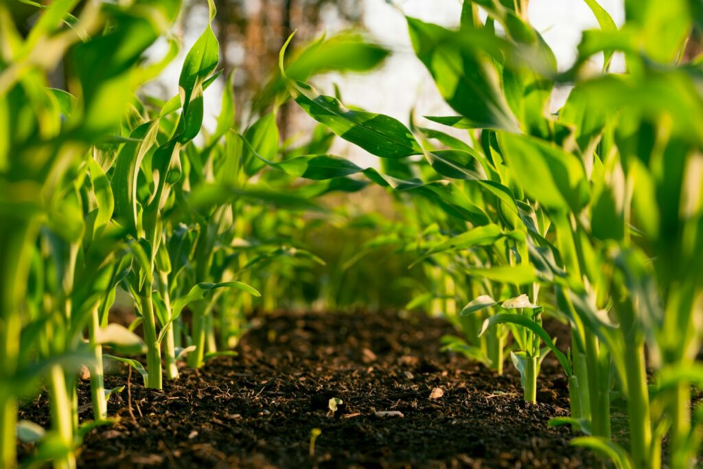 EU strikes deal on stricter organic rules but widens small-seller exemptions
