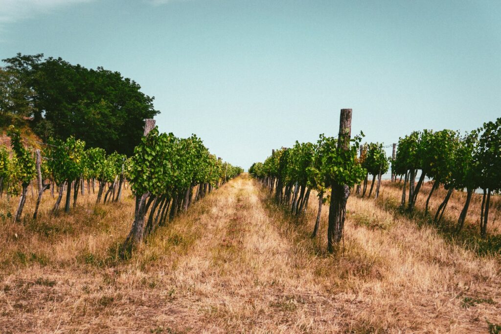 EU adds Hungary's citrus wine, Slovakia's salty mineral water to protected list