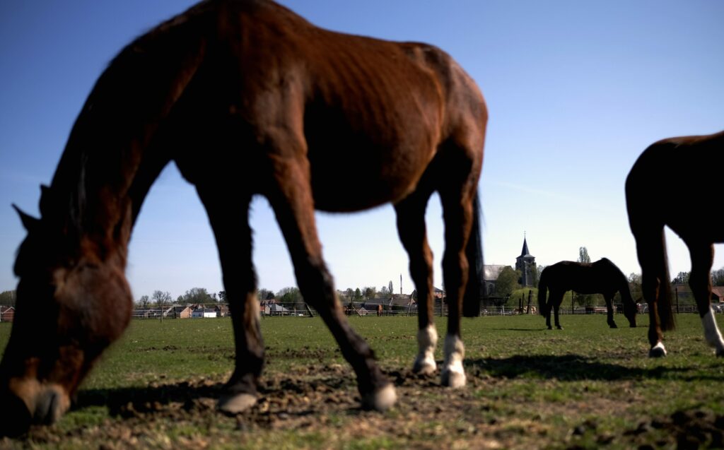 Where does Belgium get its horse meat from?