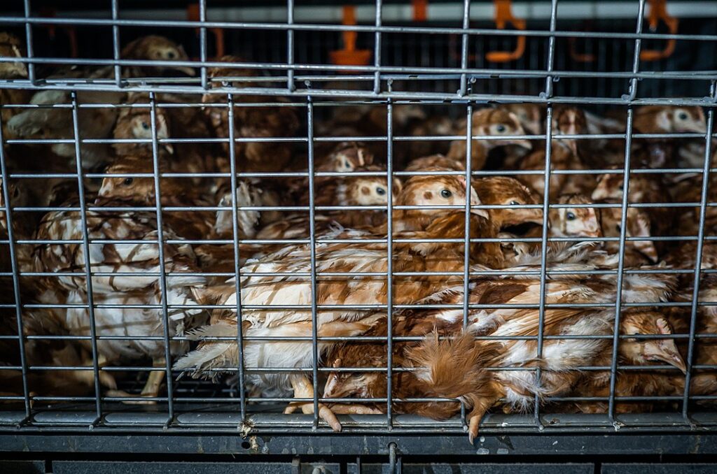 From the President’s garden to the factory cage: The unfulfilled millions