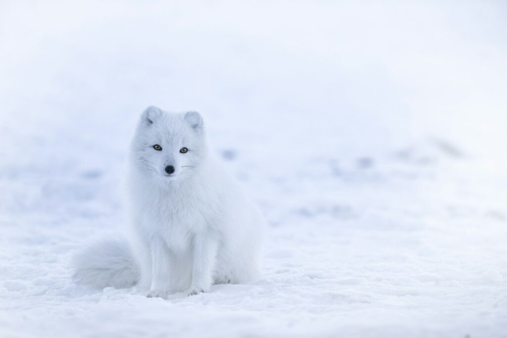 EU unveils Arctic plan as warming fuels geopolitical competition and risks