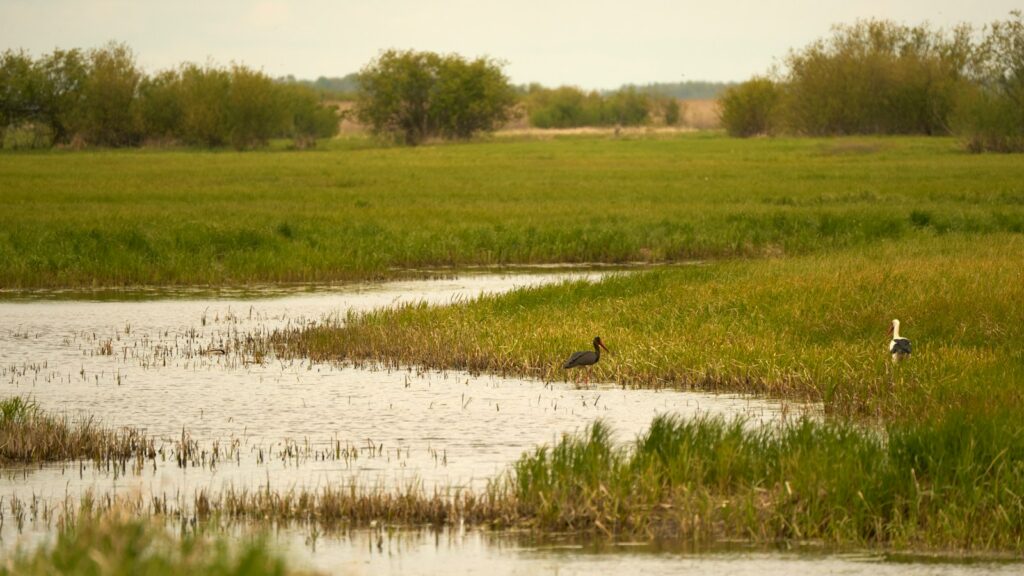 Development banks reveal roadmap to reverse biodiversity loss by 2030