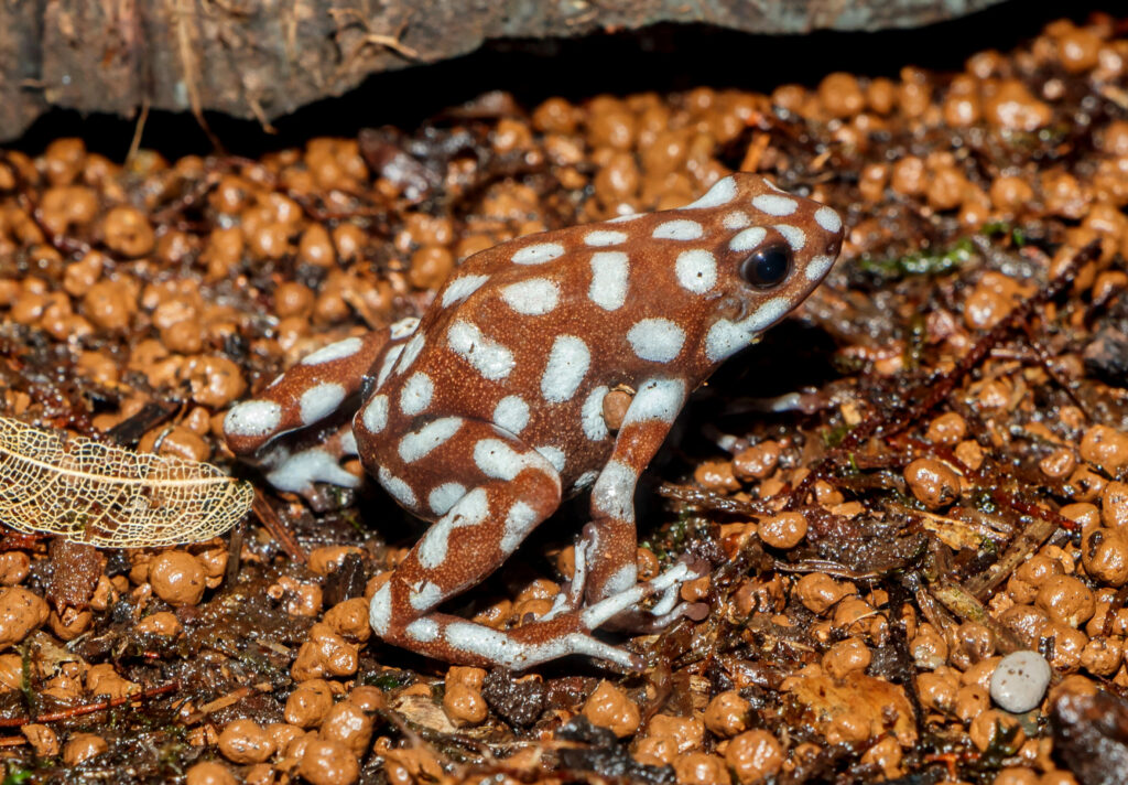 New tiny frog species discovered in Ecuador