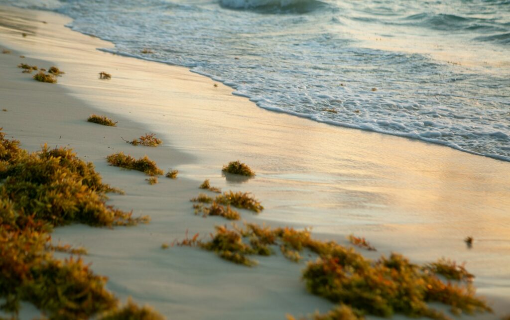 EU-backed sargassum deal aims to turn environmental threat into opportunity