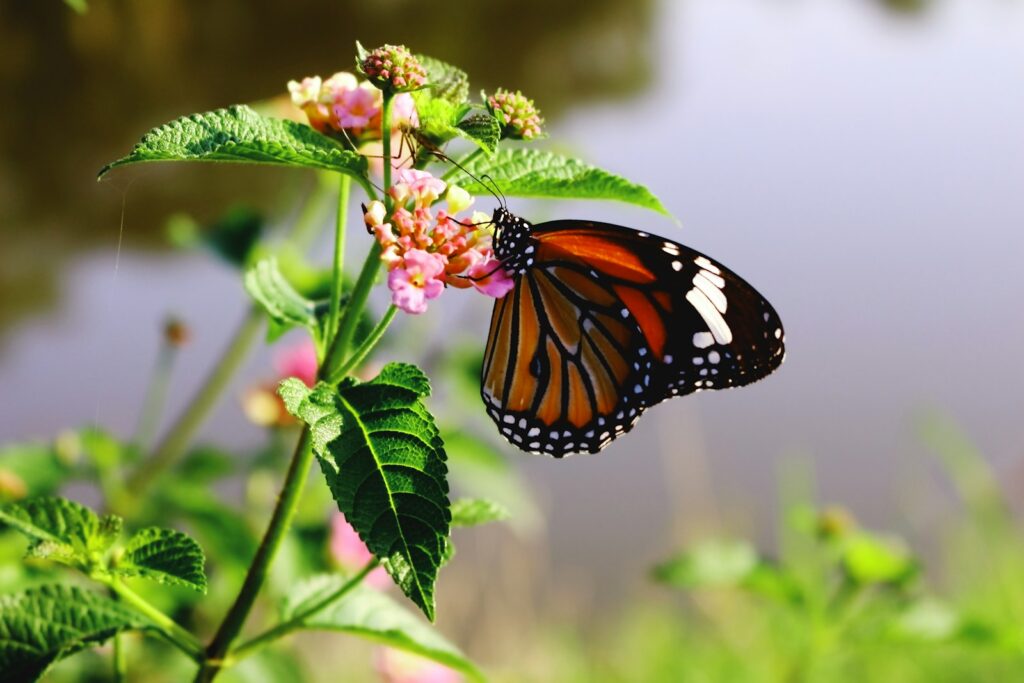 EU launches nature credits group to tackle biodiversity crisis at COP17