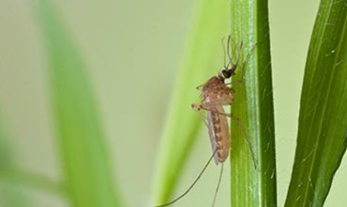 Record West Nile virus cases sweep EU, expanding into unaffected areas