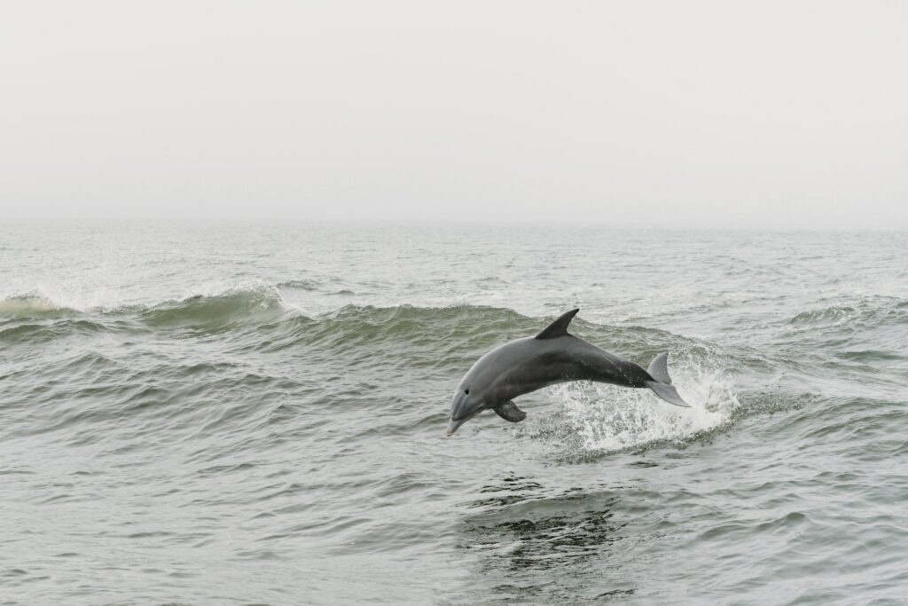EU countries face court over landfill waste, accidents, and dolphins