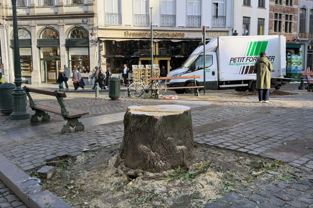 Greens call for clarity over tree felling in Brussels