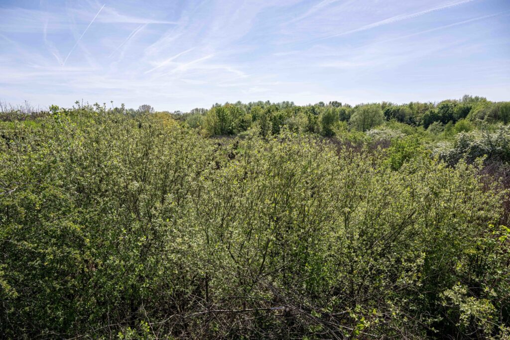 Flanders opens its 'Week of forest' helping visitors explore green wild areas