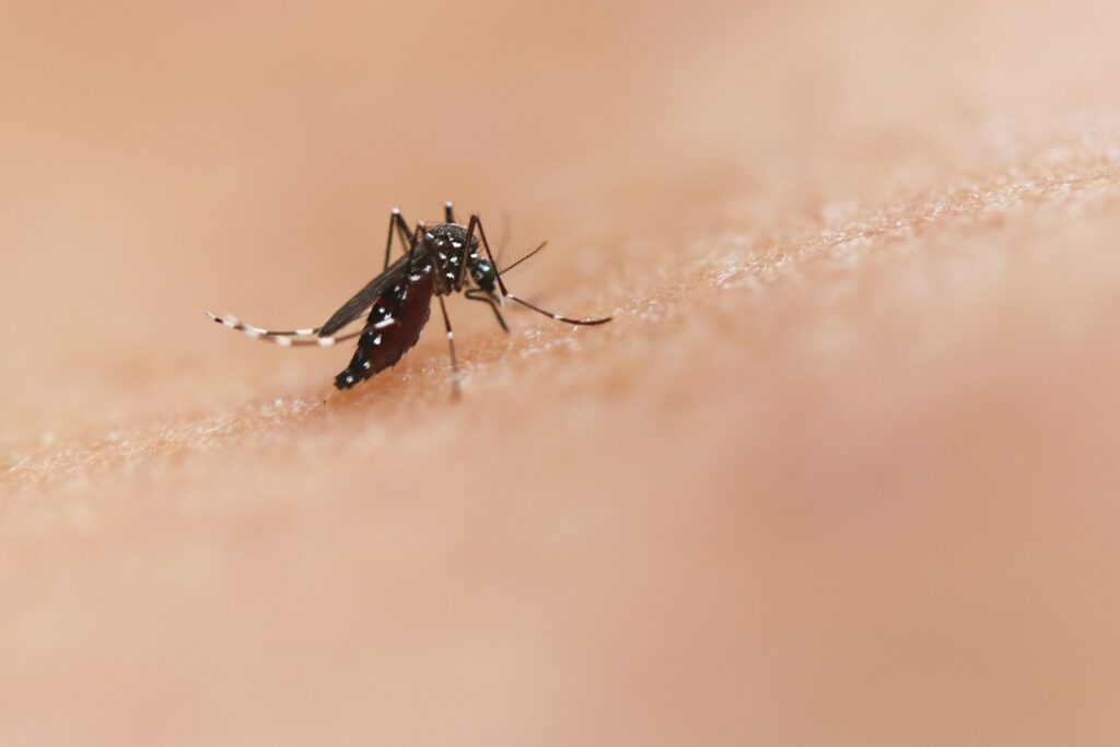 Two dead in Belgium after contracting West Nile virus