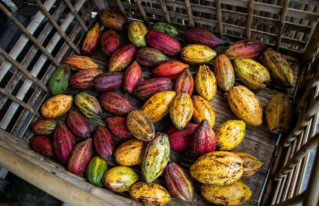 EU bank unveils €85 million push for Nigeria's cocoa and dairy sectors