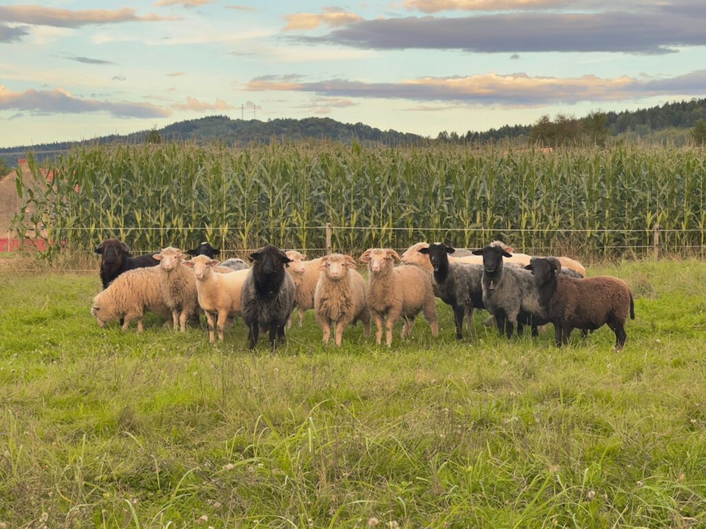 EU agri-hackathon takes aim at farming inefficiency with cutting-edge digital tools