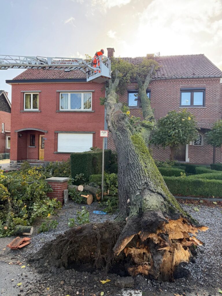 Rotten tree destroys adjacent houses in Flanders