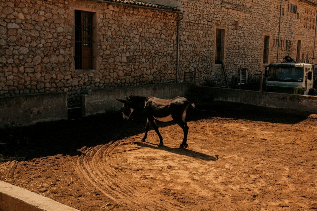 EU backs €750,000 relief plan for Balearic farmers hit by fuel crisis
