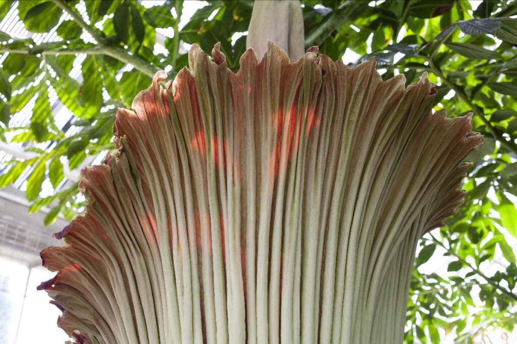 'Corpse plant': Flower that smells like death now blooming in Belgium